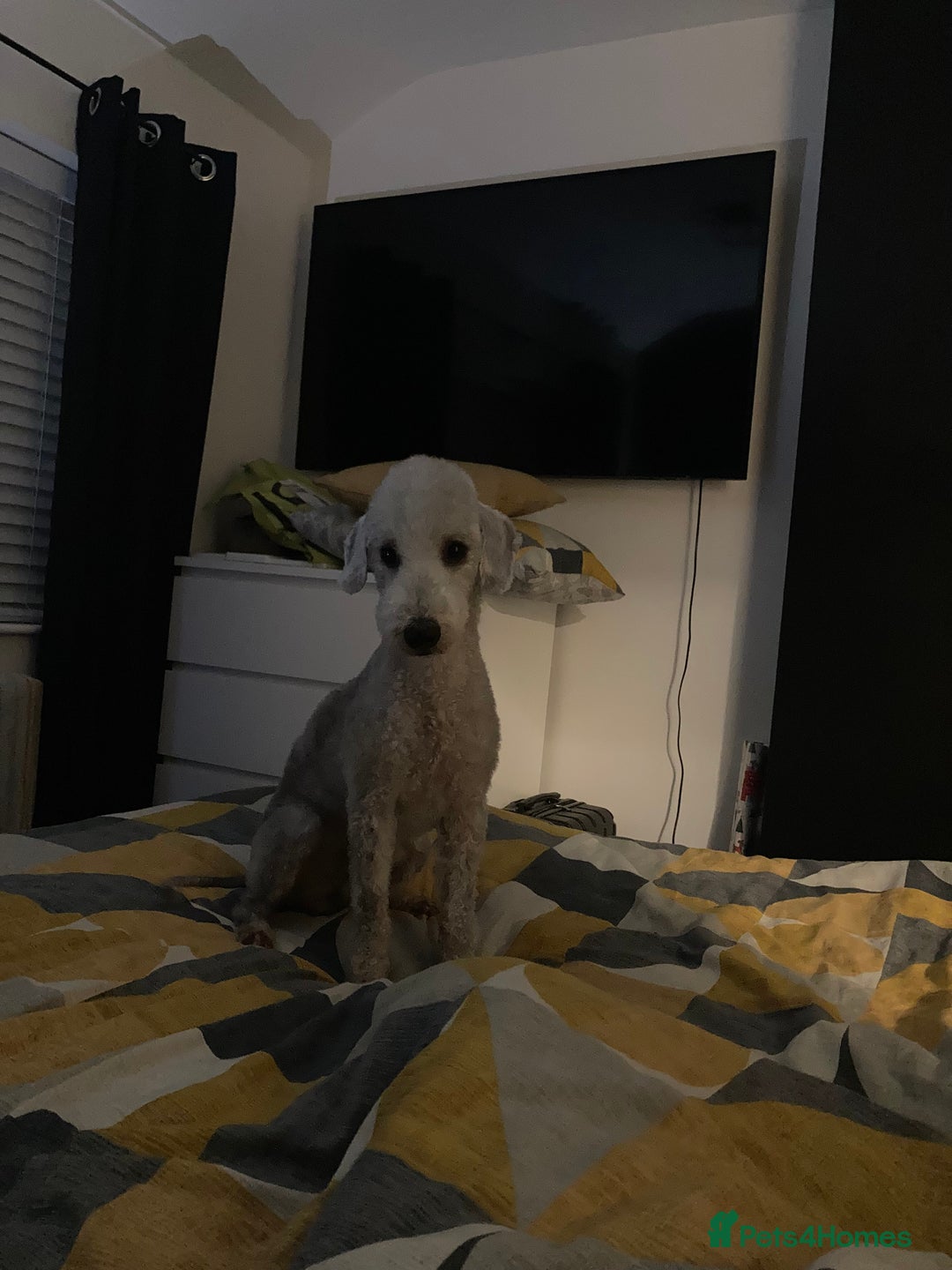 Bedlington Terrier dogs for stud: KC Registered Bedlington Terrier Stud in Ferryhill - Image 8