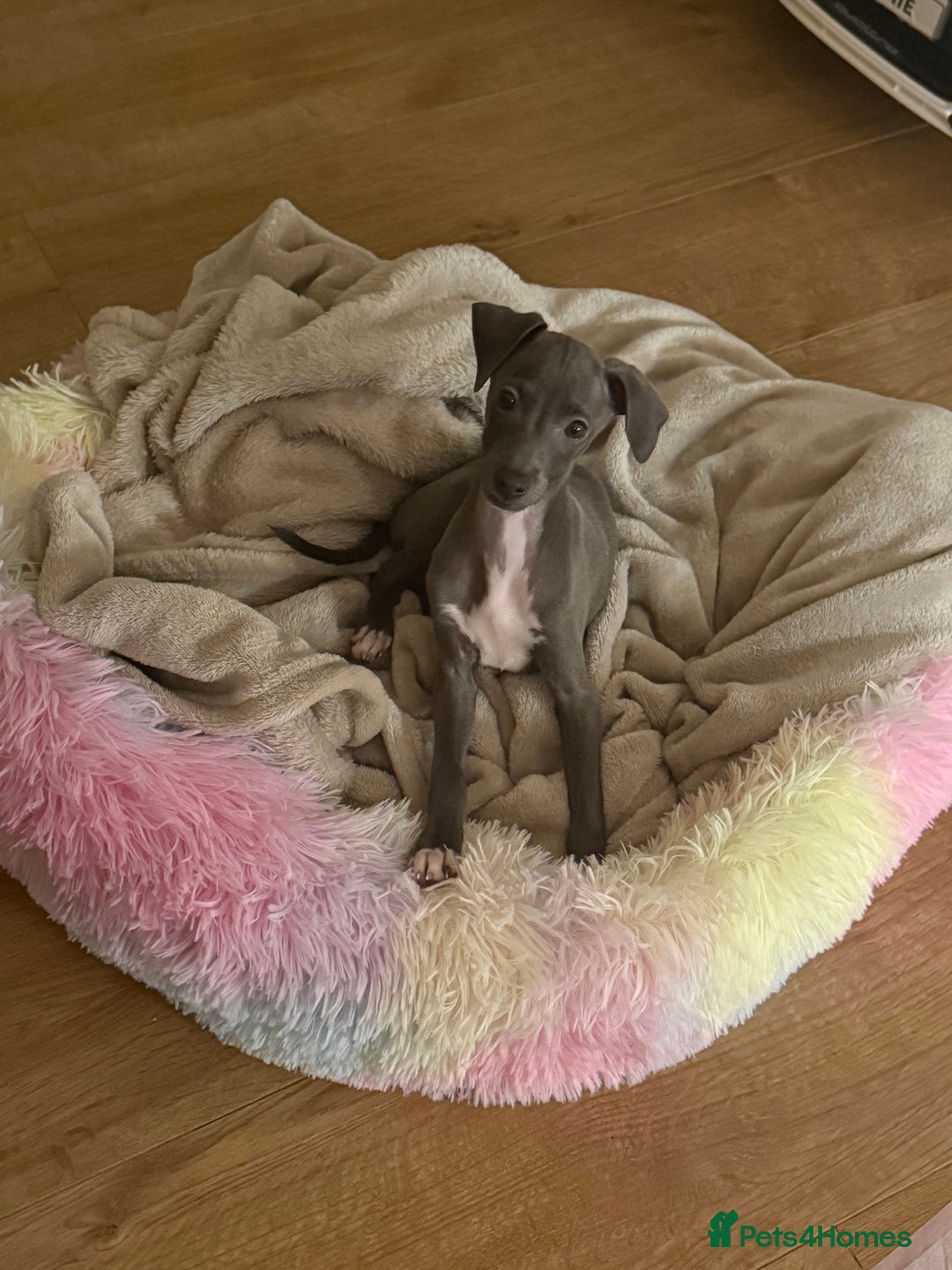 Italian Greyhound dogs for sale: In need of a new loving home🩵  - Advert 8