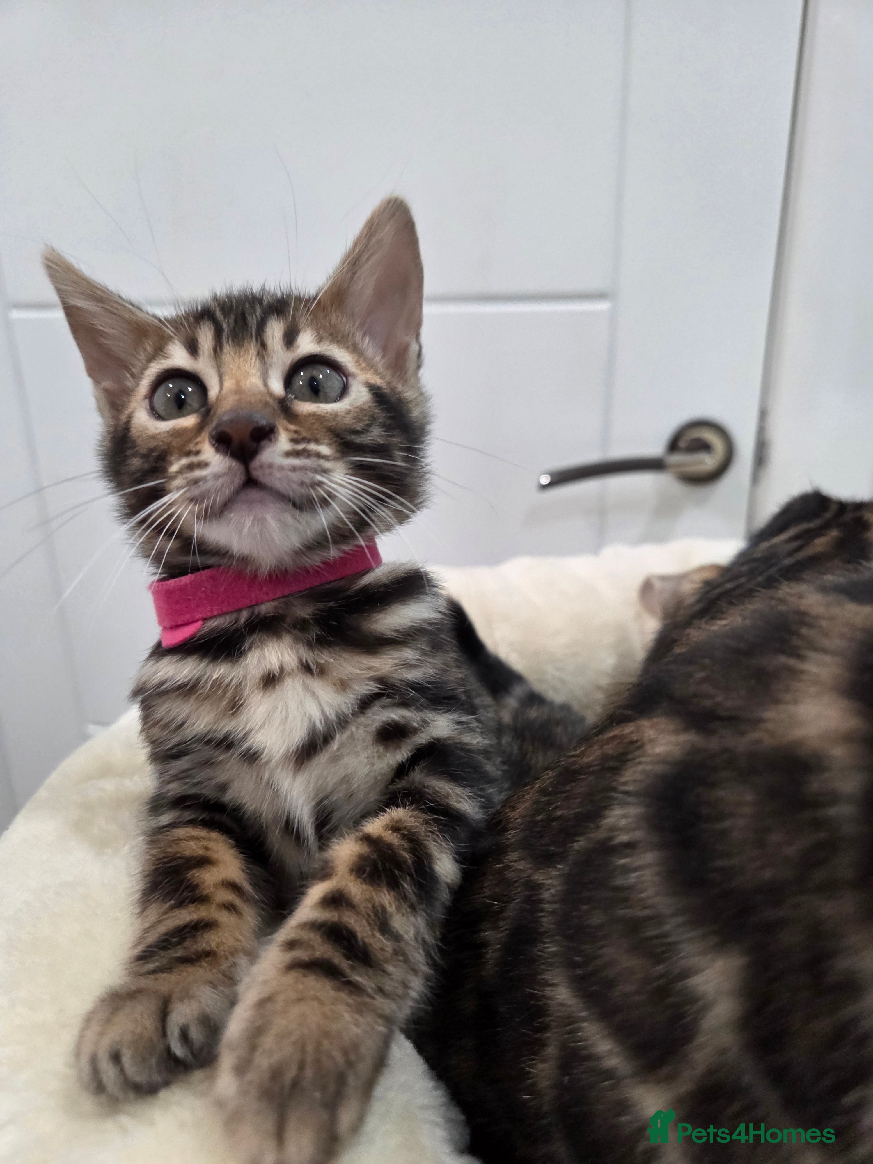 Bengal cats Tica register Bengal Kittens 😸  - Advert 12