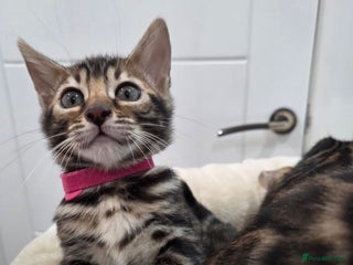 Bengal cats Tica register Bengal Kittens 😸 - Advert 12