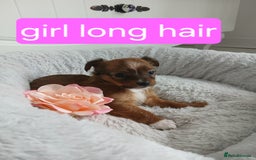 Chihuahua dogs for sale: Gorgeous chihuahua pups for sale  - Image 3