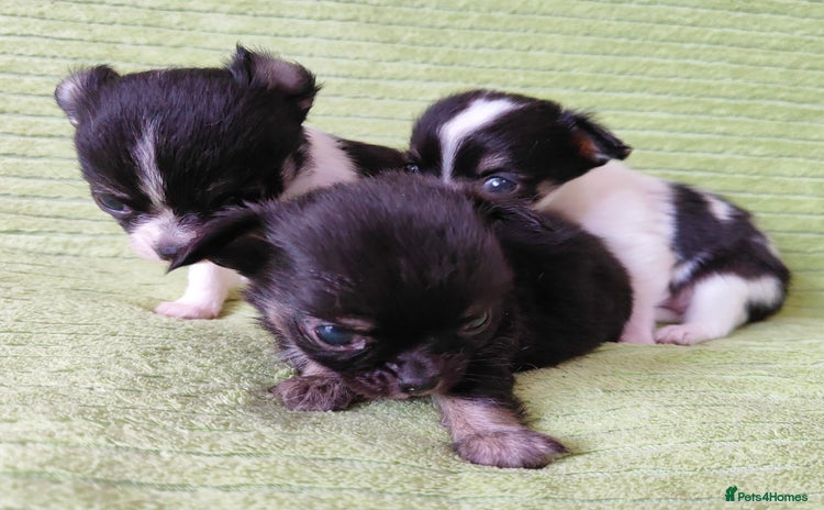 Chihuahua dogs - Advert 6