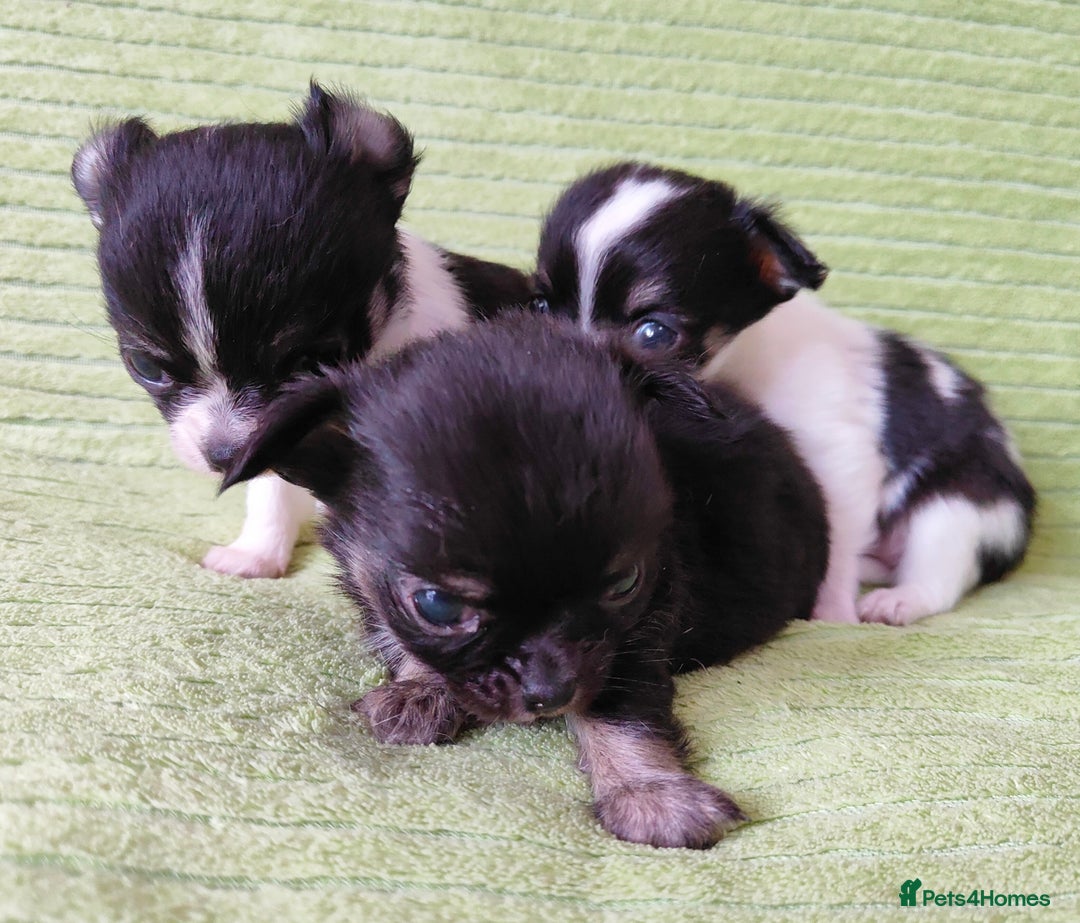 Chihuahua dogs for sale: Amazing Quality Long Coat Chihuahua puppies - Image 3