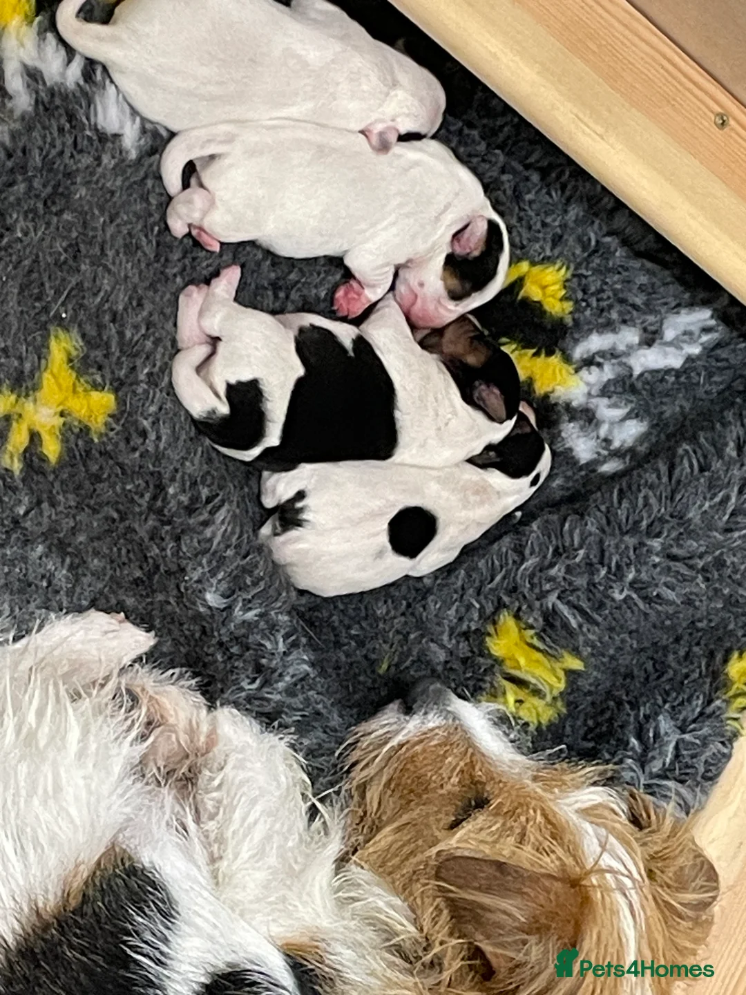 Parson Russell dogs for sale: Parson Terrier Puppies - rough coated - Advert 2