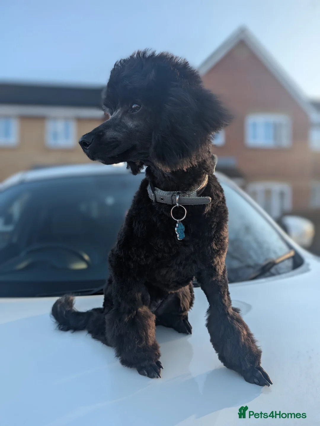 Toy Poodle dogs for stud: TOY POODLE FOR STUD in Swanley - Advert 8