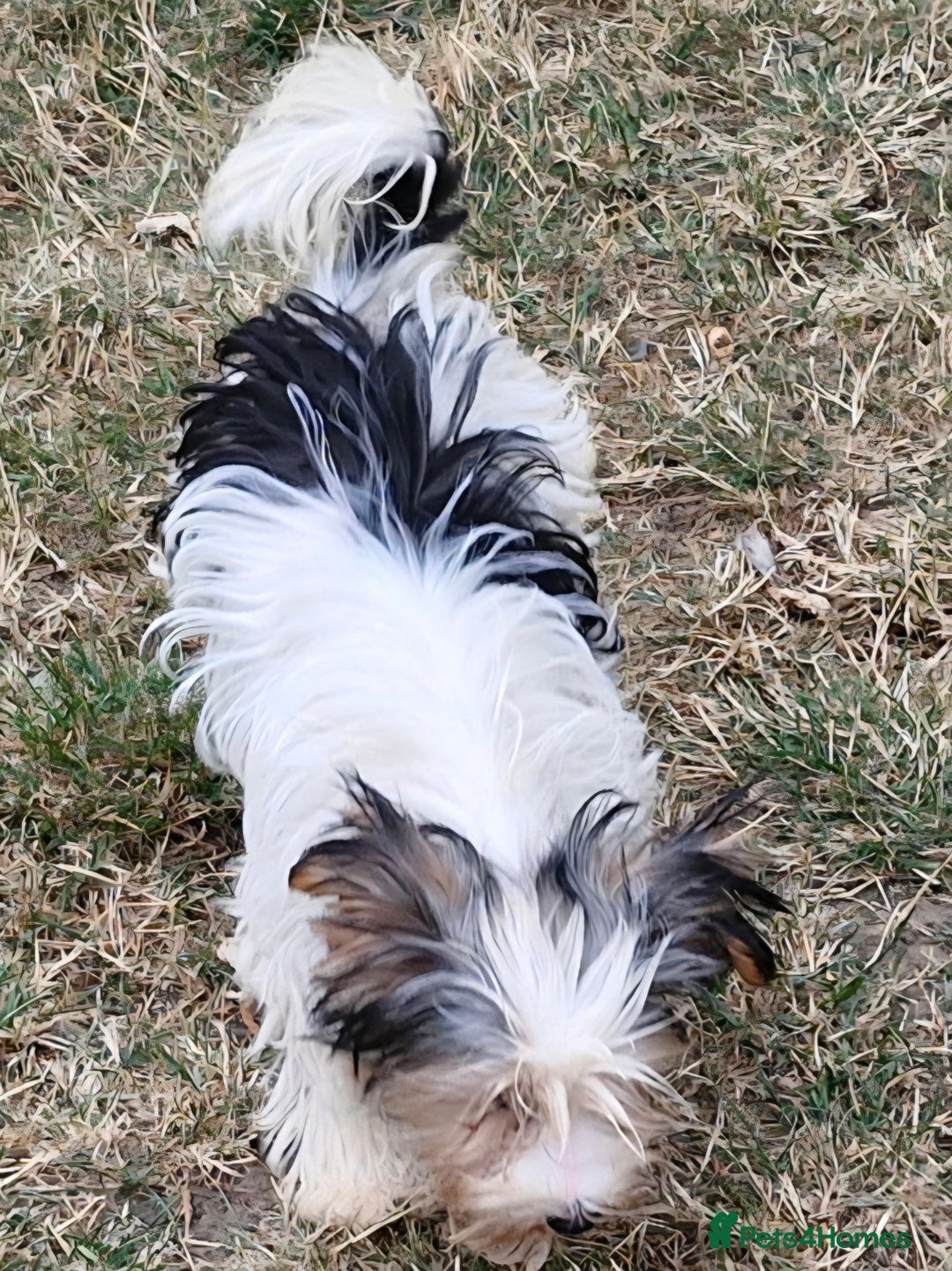 Biewer Terrier dogs for sale: Biewer Yorkshire Terrier MALE Puppy - Image 7