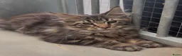 Maine Coon cats for sale: XL black,black smoke,tabby maine coon kittens  - Advert 19