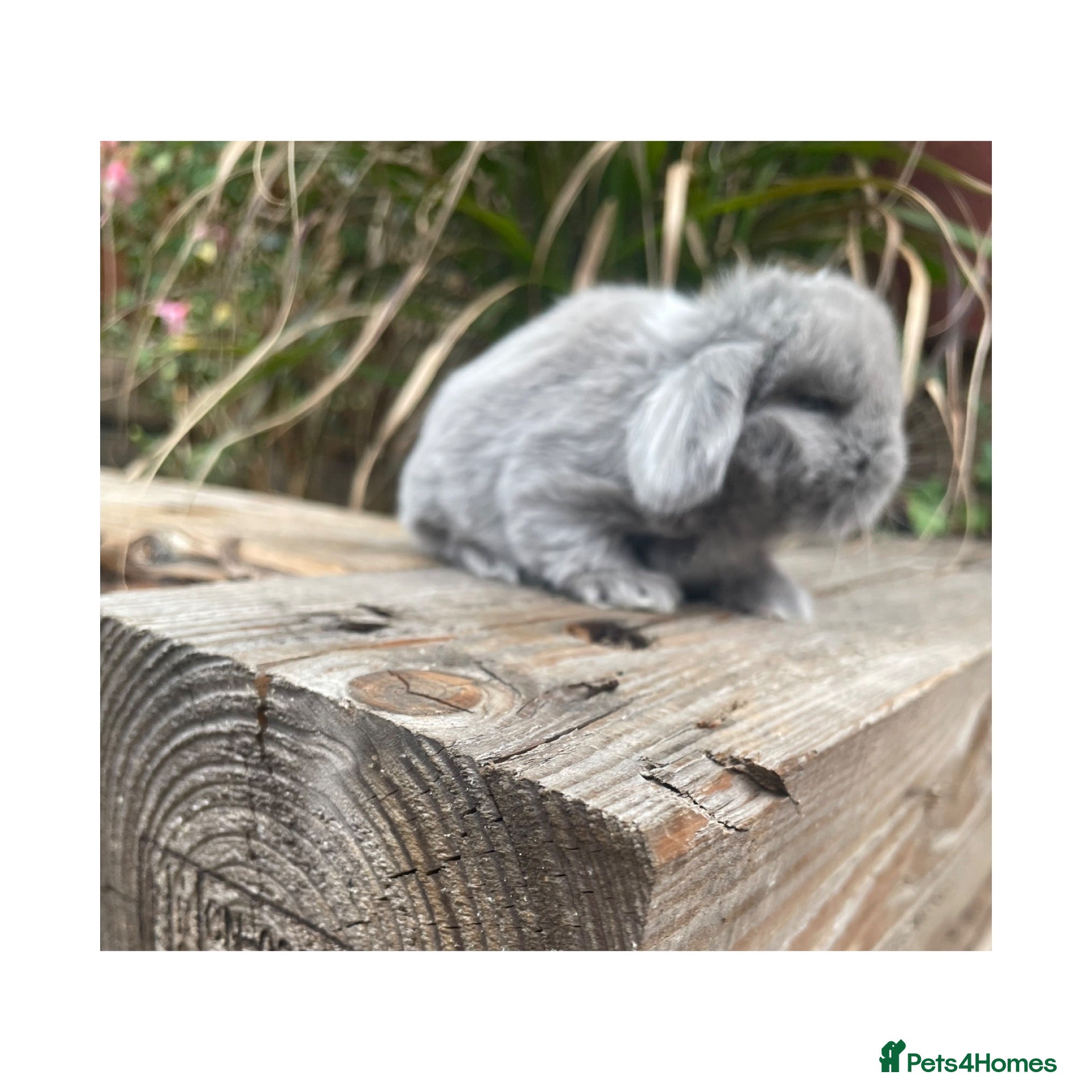 Mini Lop rabbits Beautiful mini lops  - Advert 1