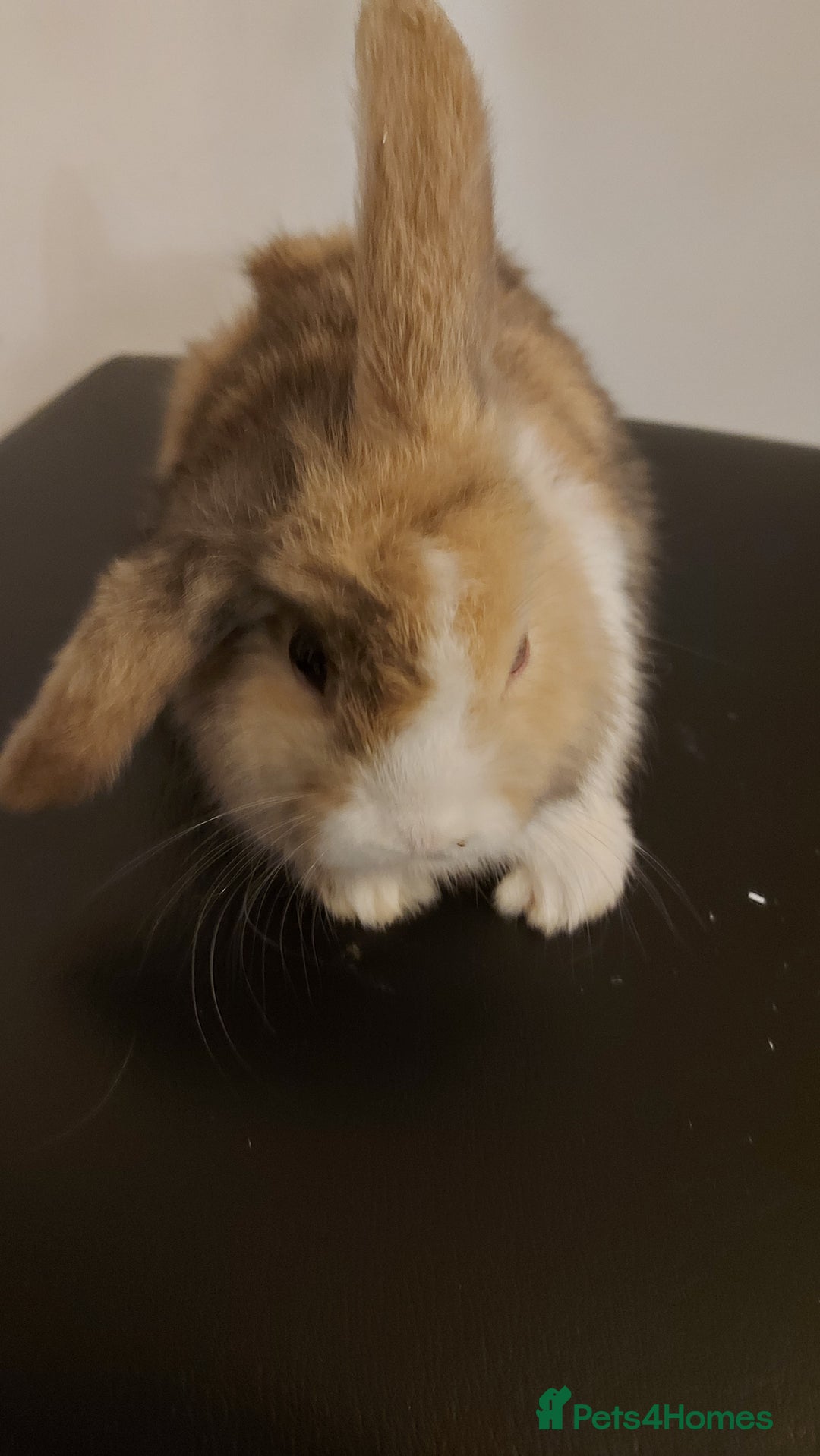 Mini Lion Lop rabbits for sale: Mini lops rabbit's  - Advert 7