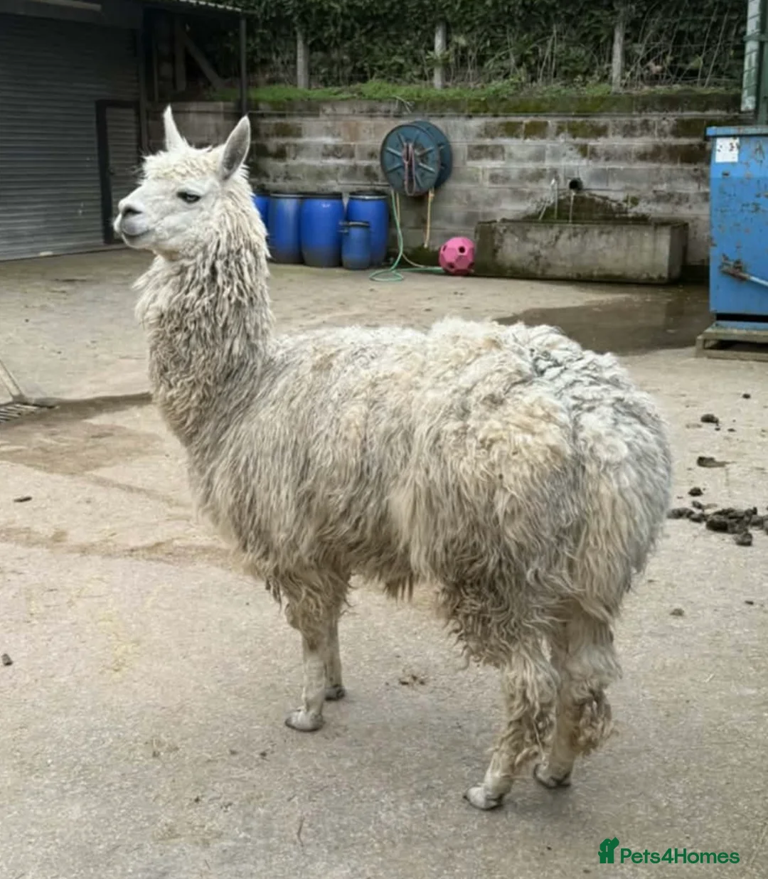 Llama livestock for sale: Entire Male Lama  - Advert 2