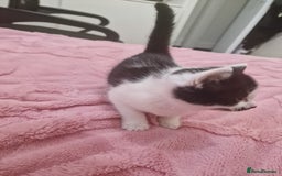 Mixed Breed cats for sale: 🐾 Adorable Kittens Looking for Loving Homes 💕 - Image 12