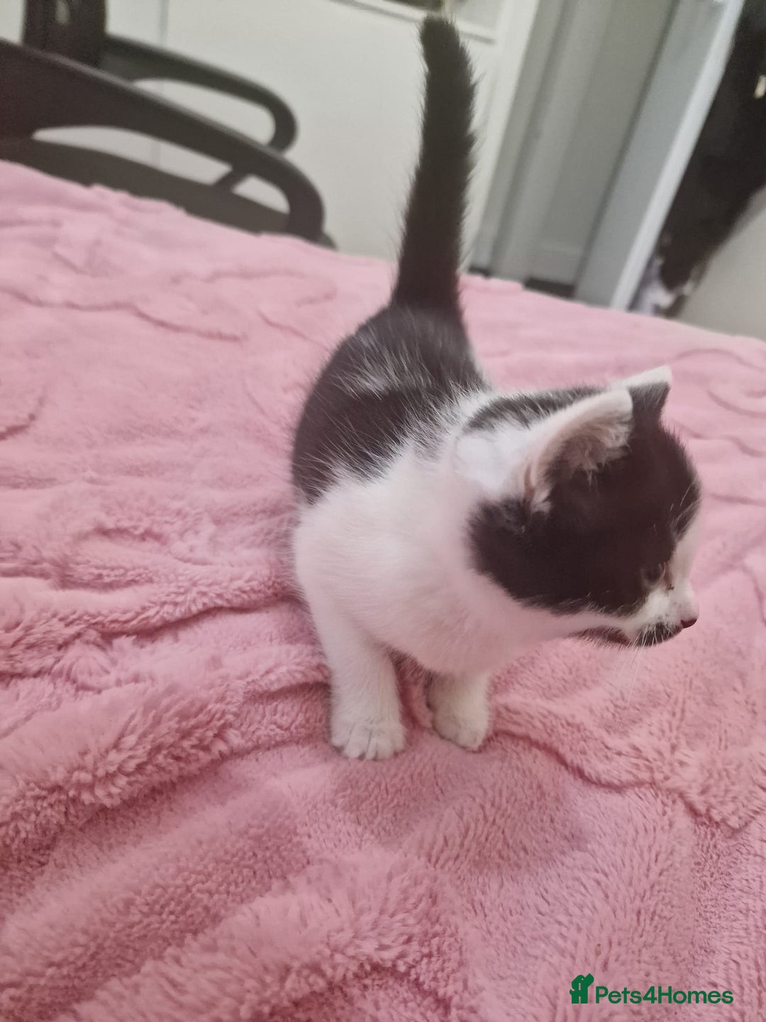 Mixed Breed cats for sale: 🐾 Adorable Kittens Looking for Loving Homes 💕 - Image 12