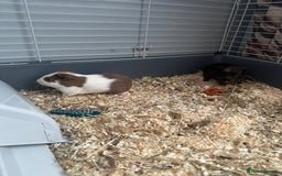 Guinea Pig rodents for sale: 2 male guinea pigs (brothers) - Image 1