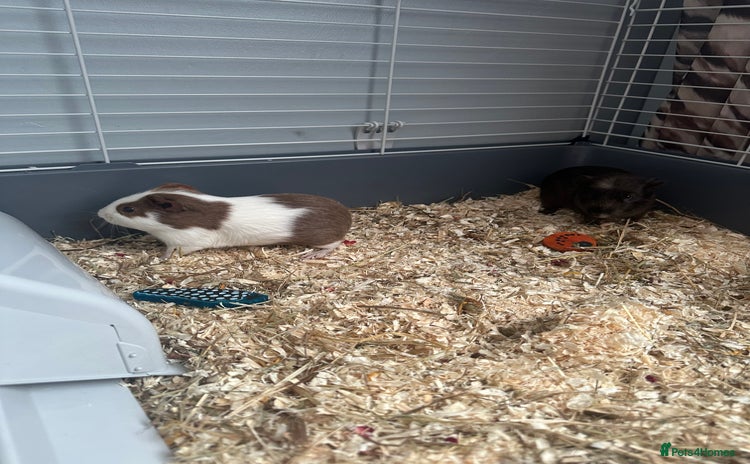 Guinea Pig rodents - Advert 9