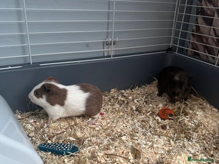 Guinea Pig rodents - Advert 6