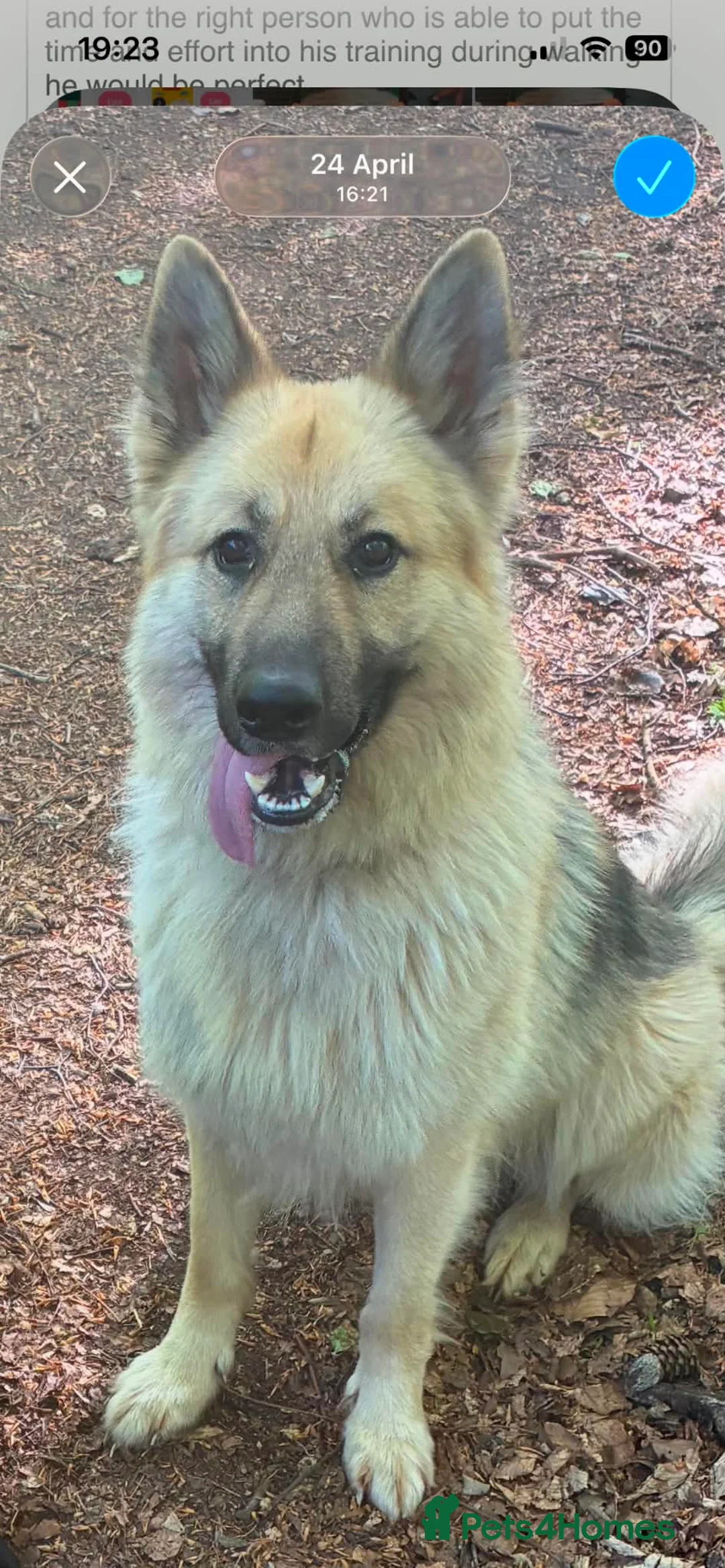 German Shepherd dogs for sale: German Shepherd  in Bristol - Advert 1
