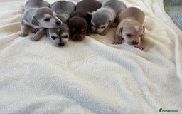 Chiweenie dogs for sale: CHIWEENIE PUPS - Image 10