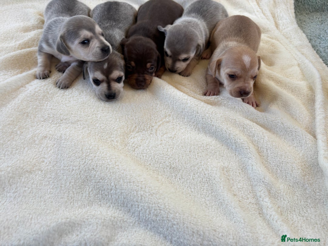 Chiweenie dogs for sale: CHIWEENIE PUPS - Image 10