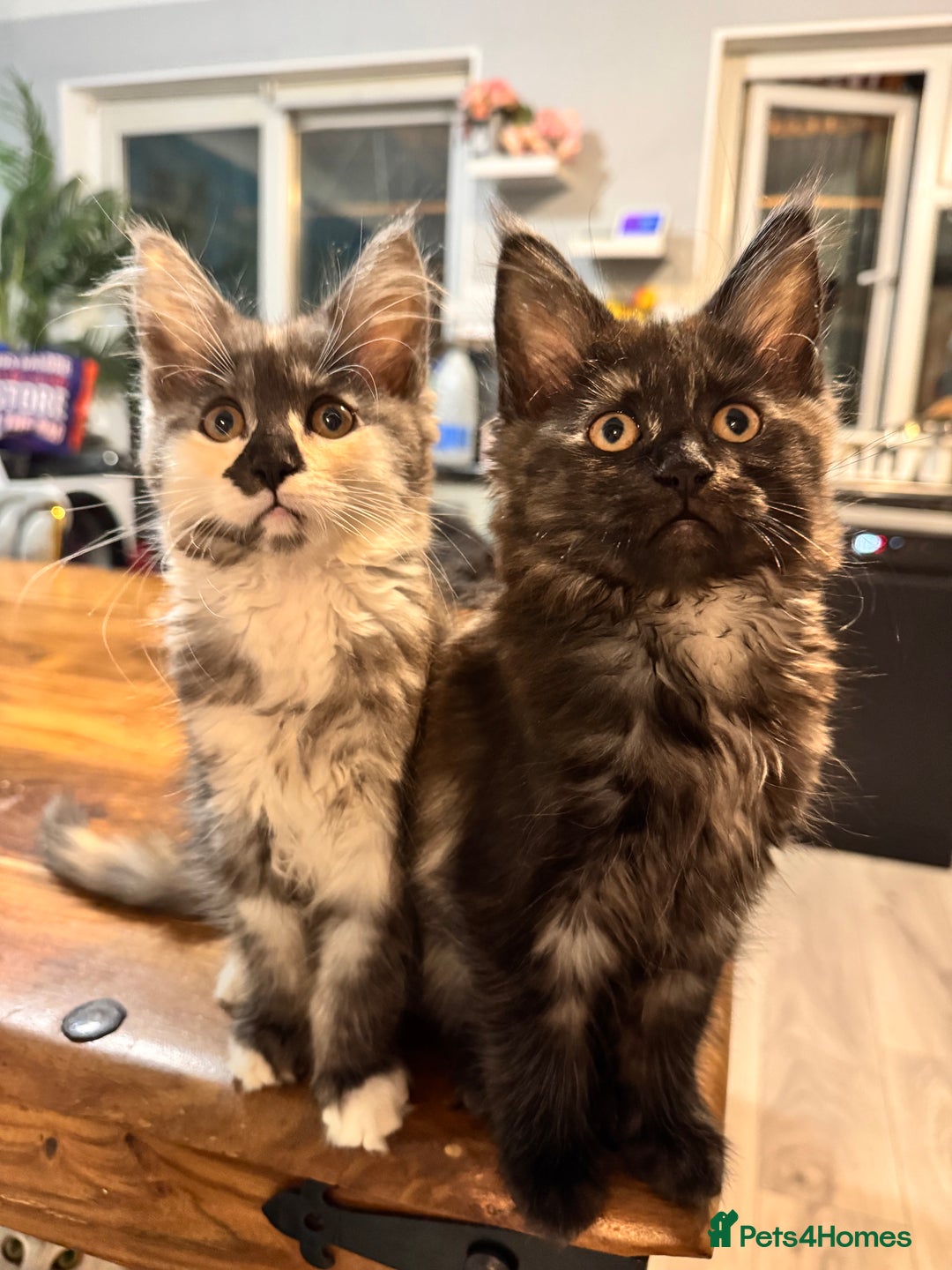 Maine Coon cats for sale: Maine coon kittens  - Advert 9