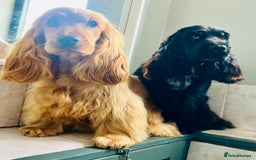 Cocker Spaniel dogs for sale: Beautiful Child friendly,calm show cocker spaniel  - Image 9