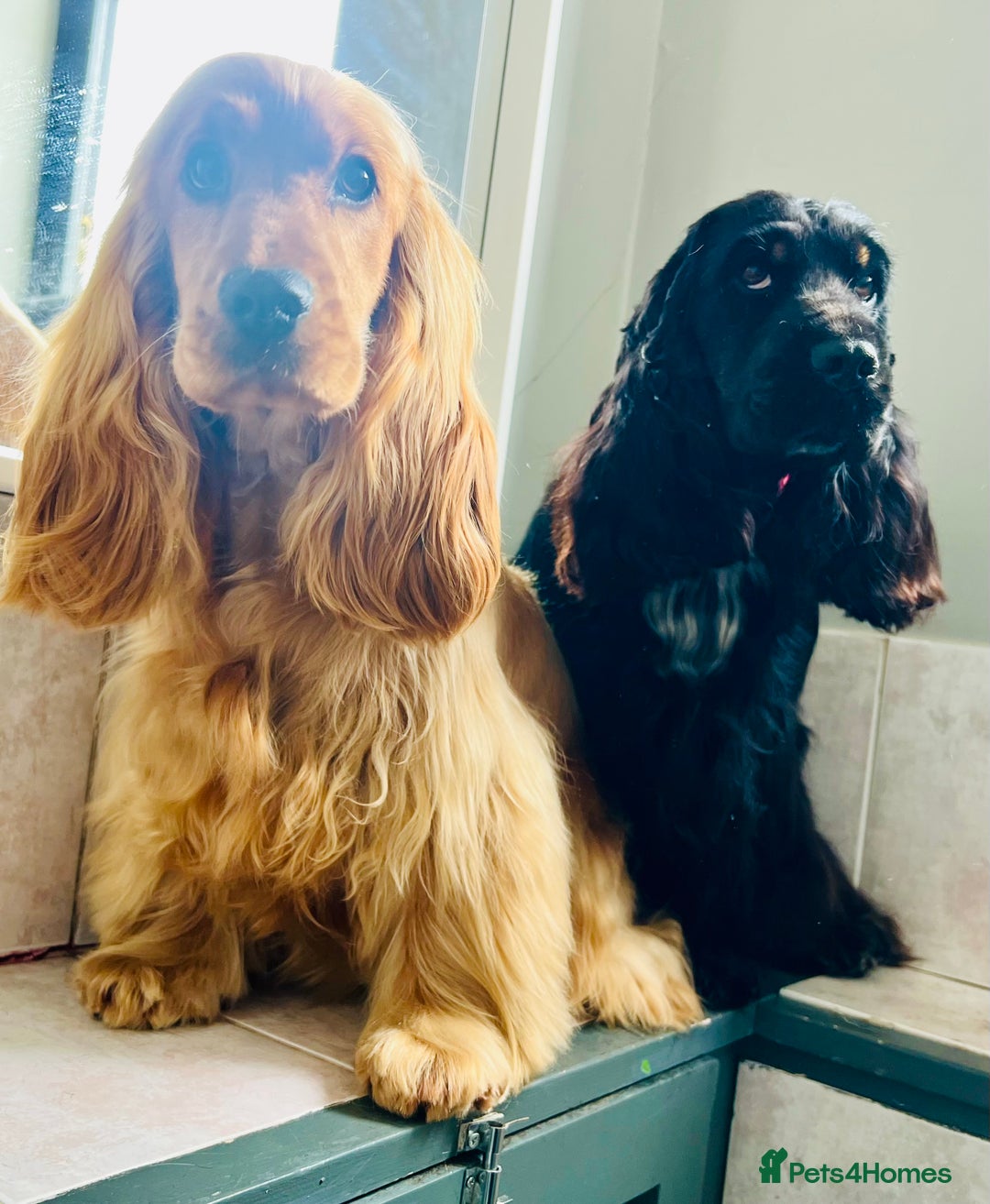 Cocker Spaniel dogs for sale: Beautiful Child friendly,calm show cocker spaniel  - Image 9