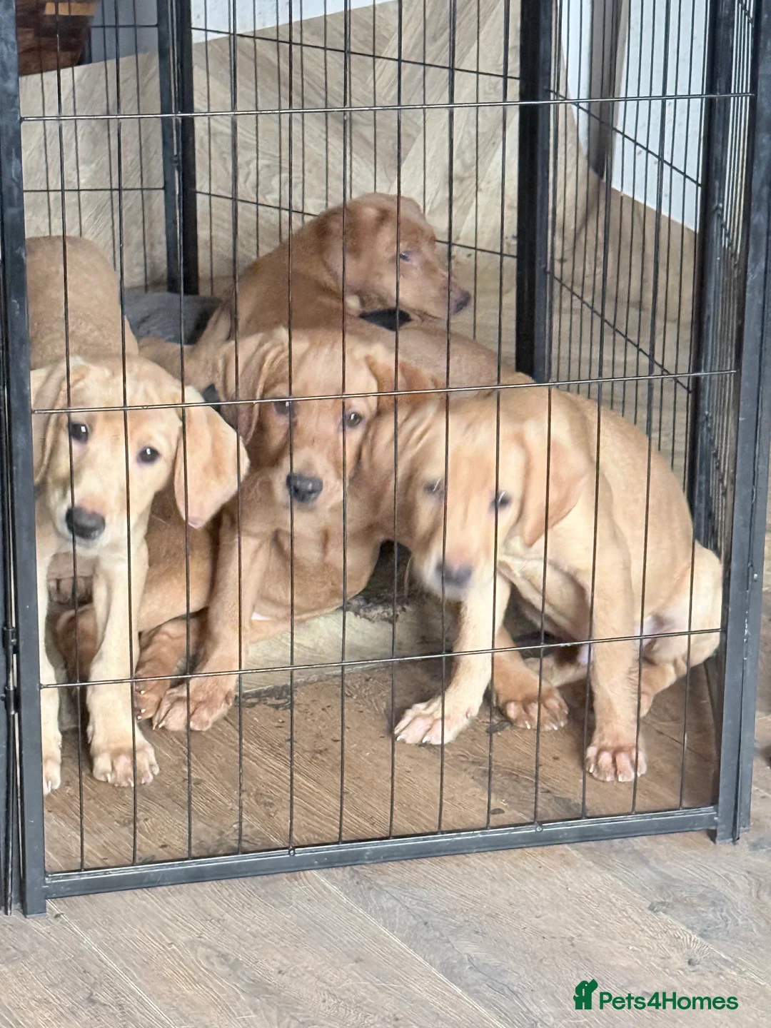 Labrador Retriever dogs for sale: KC Breeder Fox Red Labrador Puppies for sale. - Advert 4