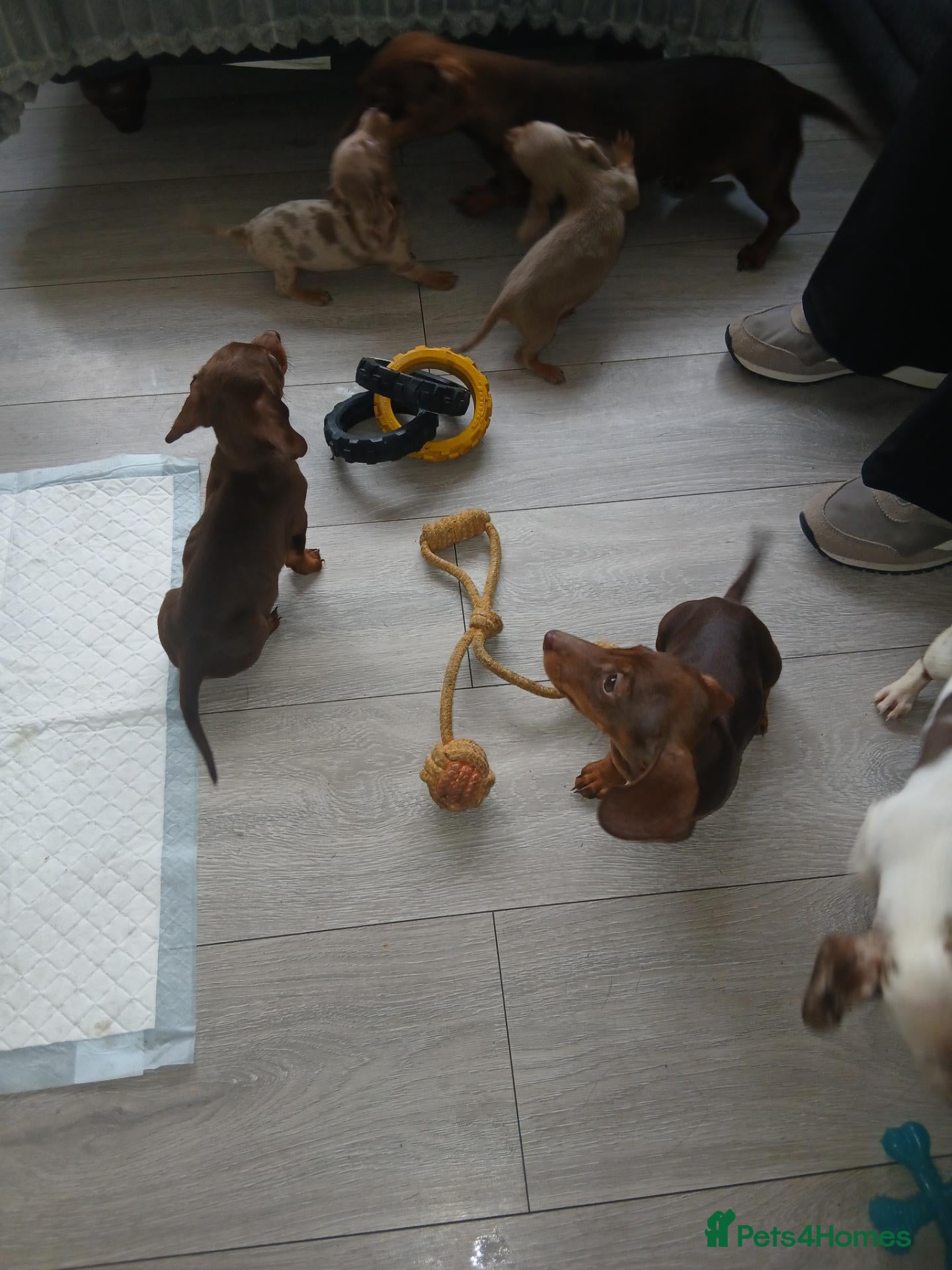 Dachshund dogs Updated add onlu 2 chocolate and tan girls left - Advert 6