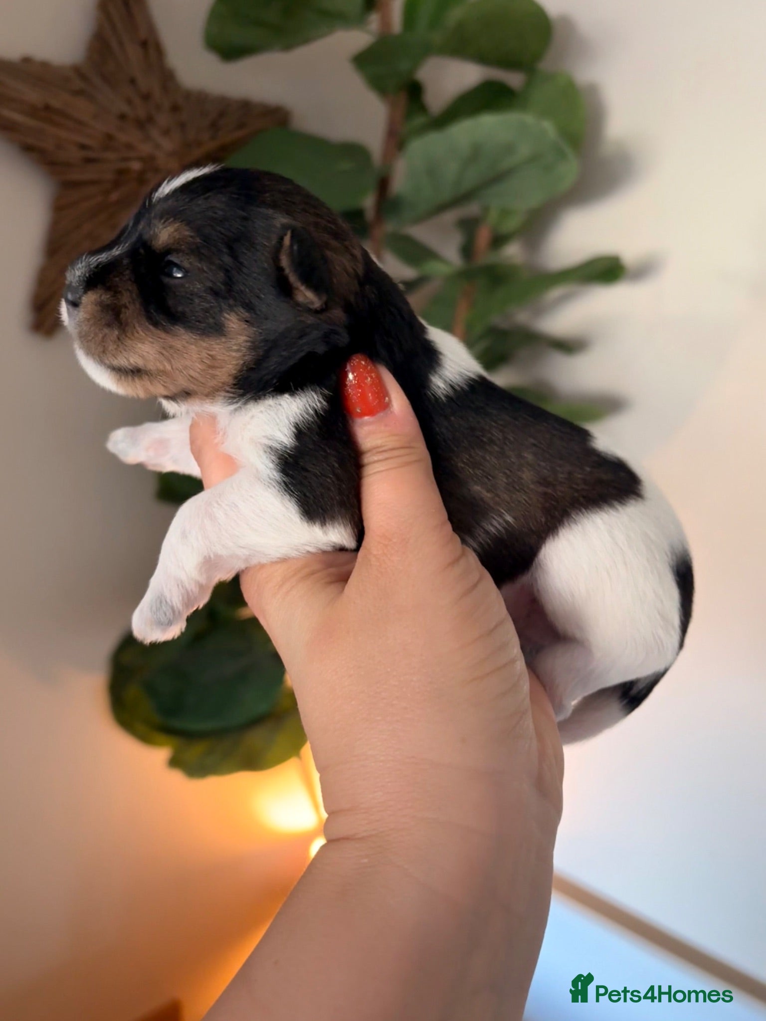 Miniature Schnauzer dogs 5⭐️KC Chocolate Wheaten Black Parti Mini Schnazuer - Advert 13