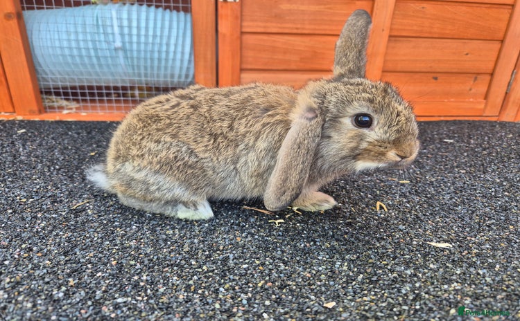 Mini Lop rabbits - Advert 7