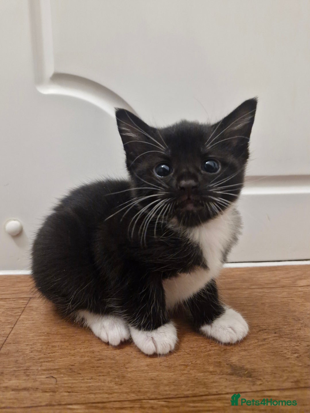 Mixed Breed cats for sale: Tuxedo & Tabby Domestic Short-hair Kittens - Image 12