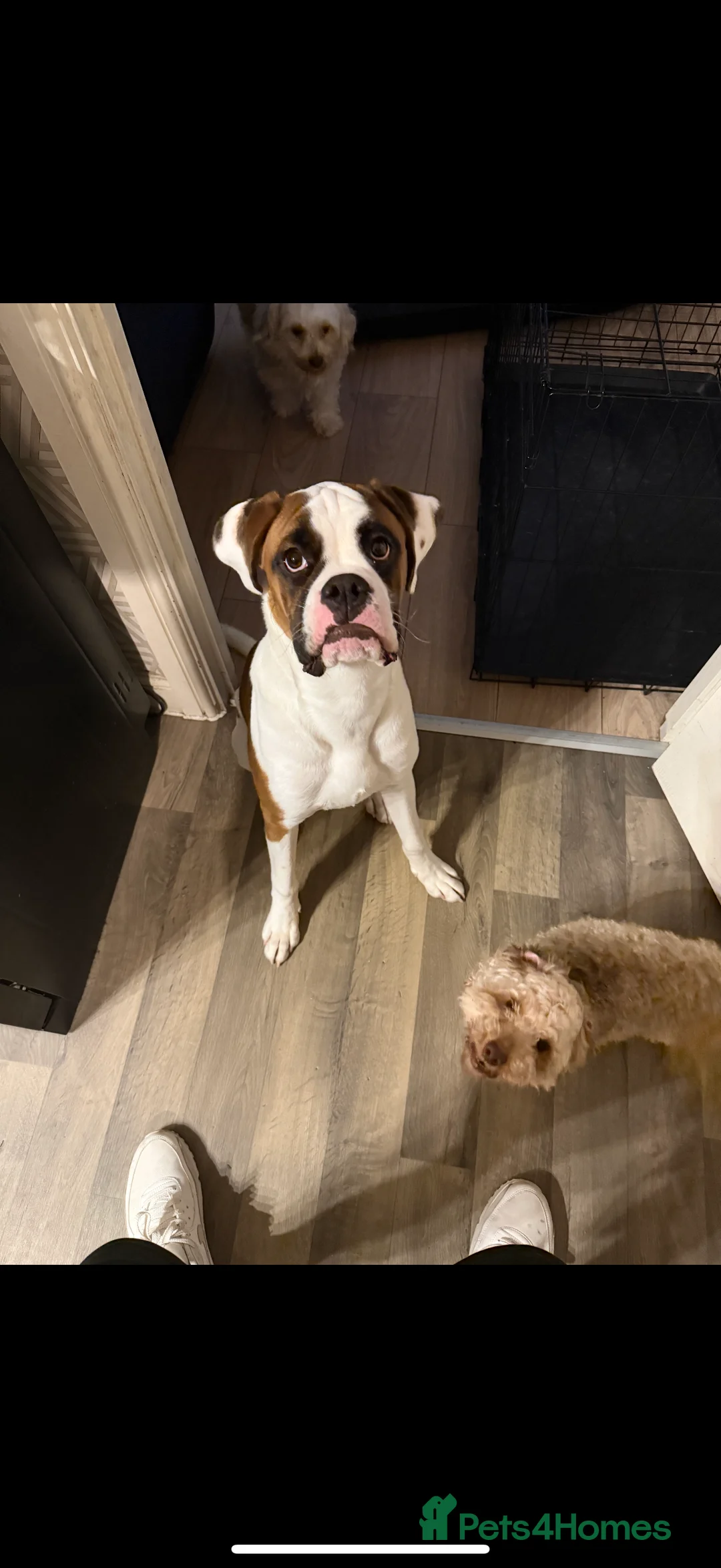 Boxer dogs for sale: Male boxer 1 year old - Advert 2