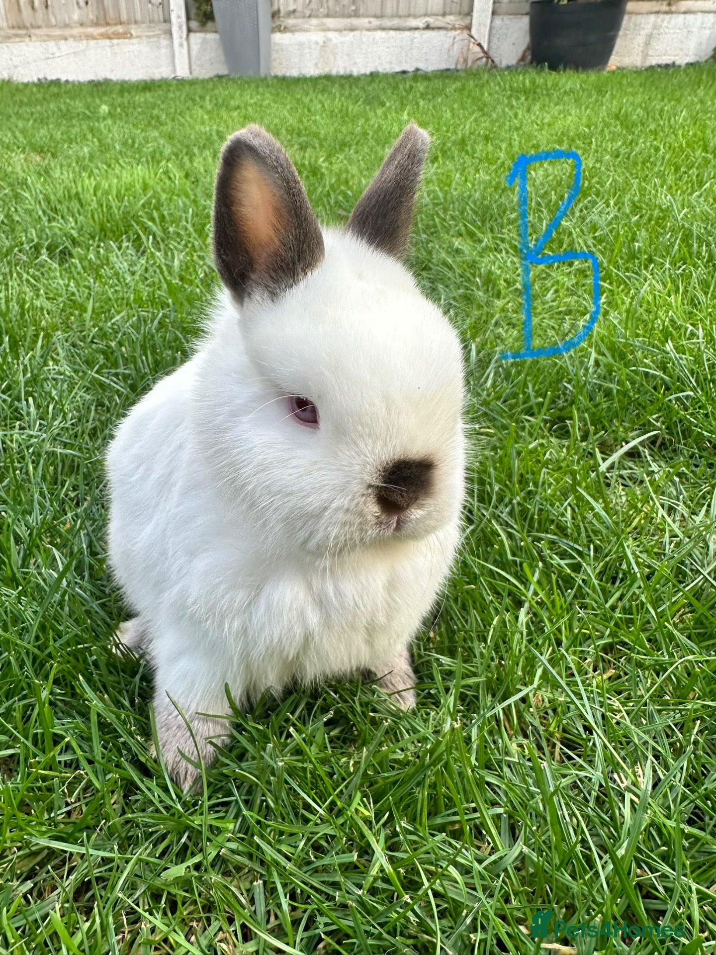 Netherland Dwarf rabbits Netherland Dwarf Rabbits for sale  - Advert 2