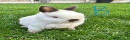 Netherland Dwarf rabbits for sale: Netherland Dwarf Rabbits for sale  - Advert 4