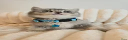 British Shorthair cats for sale: 2Kittens  british shorthair   - Advert 6
