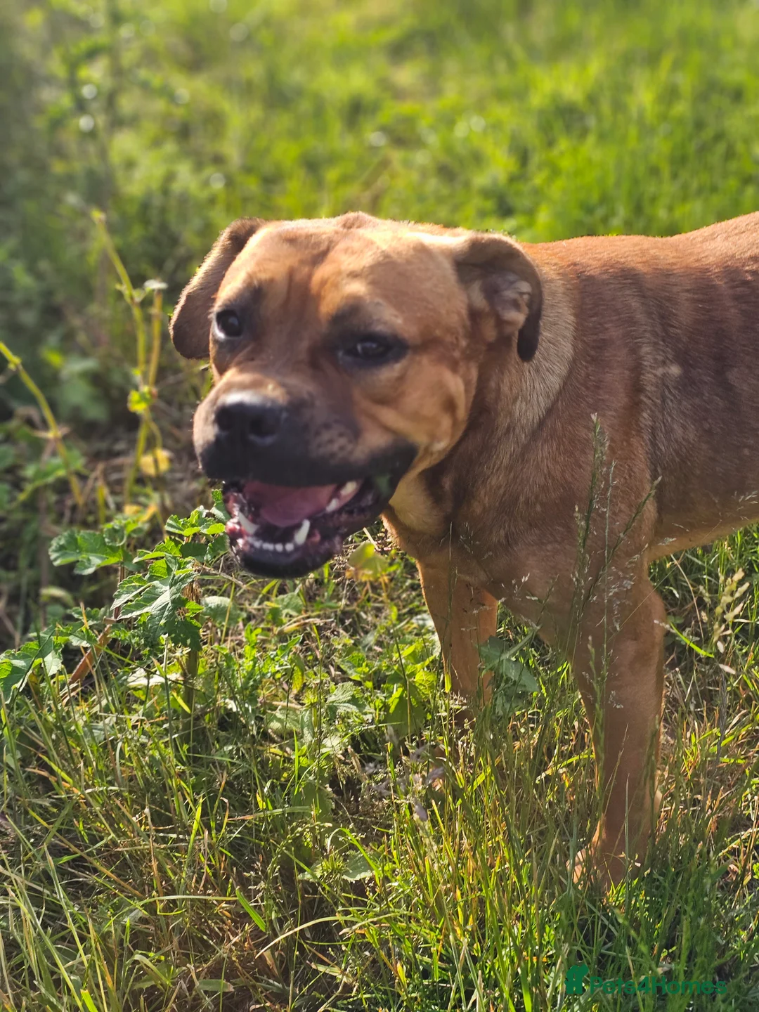 Mixed Breed dogs for sale: Dogue de bordeaux x cane corso in Gatwick - Advert 5
