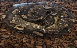 Python Snake reptiles for sale: Male cinnamon calico  - Image 1