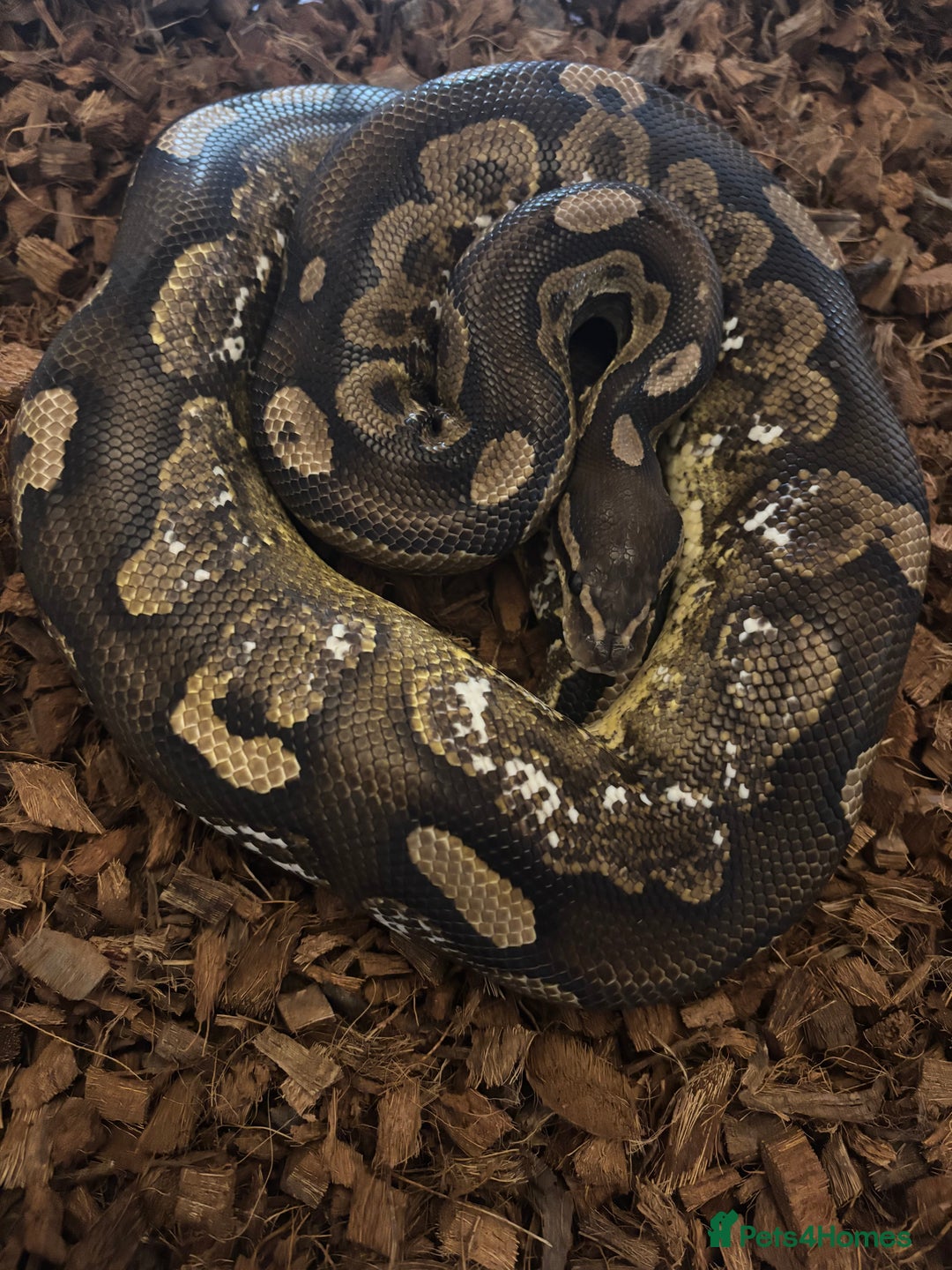 Python Snake reptiles for sale: Male cinnamon calico  - Image 1