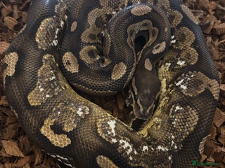 Python Snake reptiles - Advert 3