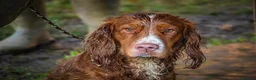 Cocker Spaniel dogs for sale: KC registered Working Cocker Spaniels - Advert 4