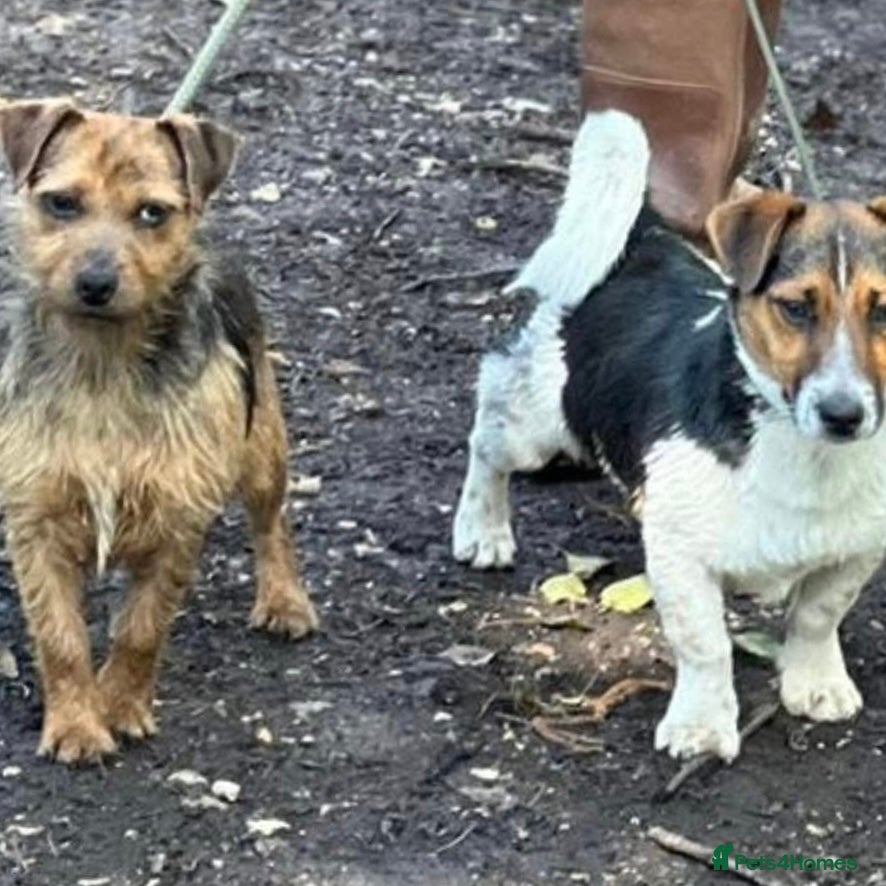 Jack Russell dogs Jack Russell pups for sale - Advert 5