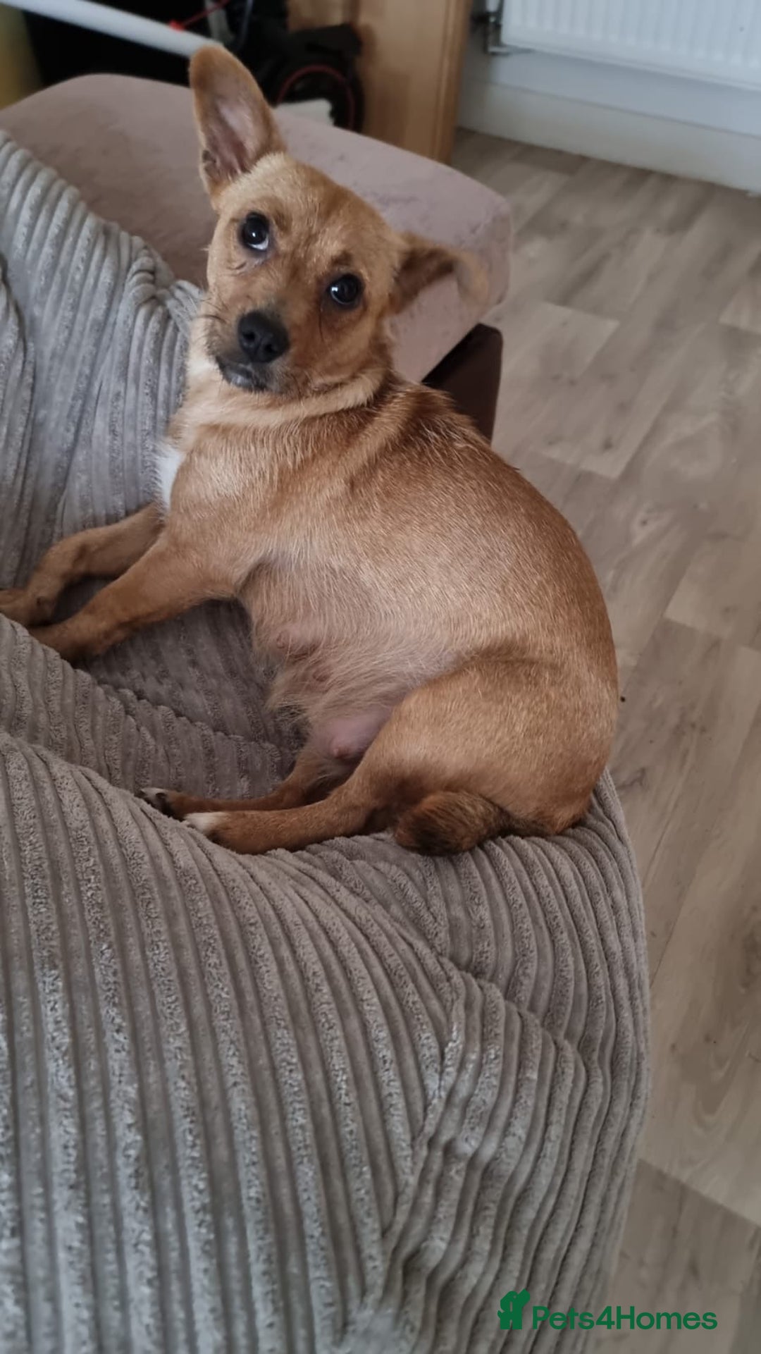 Mixed Breed dogs for sale: 3 jack Russel puppies for sale - Advert 7