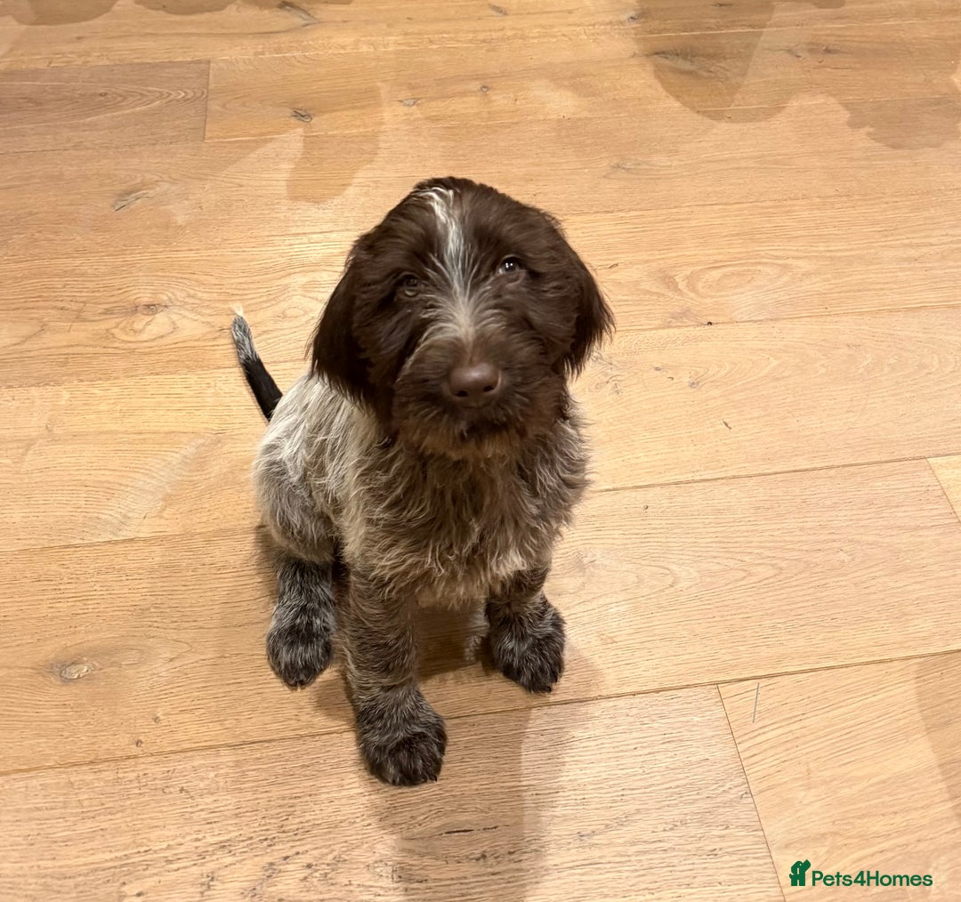 Korthals Griffon dogs for sale: Korthal Griffon Puppy - Advert 3