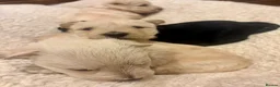Scottish Terrier dogs for sale: Gorgeous Scottie pups  - Advert 4