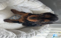 Yorkshire Terrier dogs for sale: Miniature Yorkshire terrier - Image 4