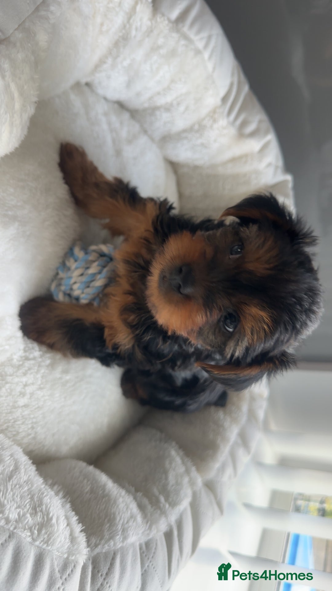Yorkshire Terrier dogs for sale: Miniature Yorkshire terrier - Image 4
