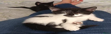 Zorro