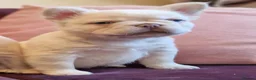 French Bulldog dogs for stud: Licensed breeder! Fluffy frenchie litter due July  - Advert 6