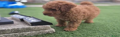 Toy Poodle Puppy 