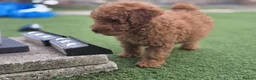 Toy Poodle dogs for sale: Toy poodle Puppy for rehoming  - Advert 1