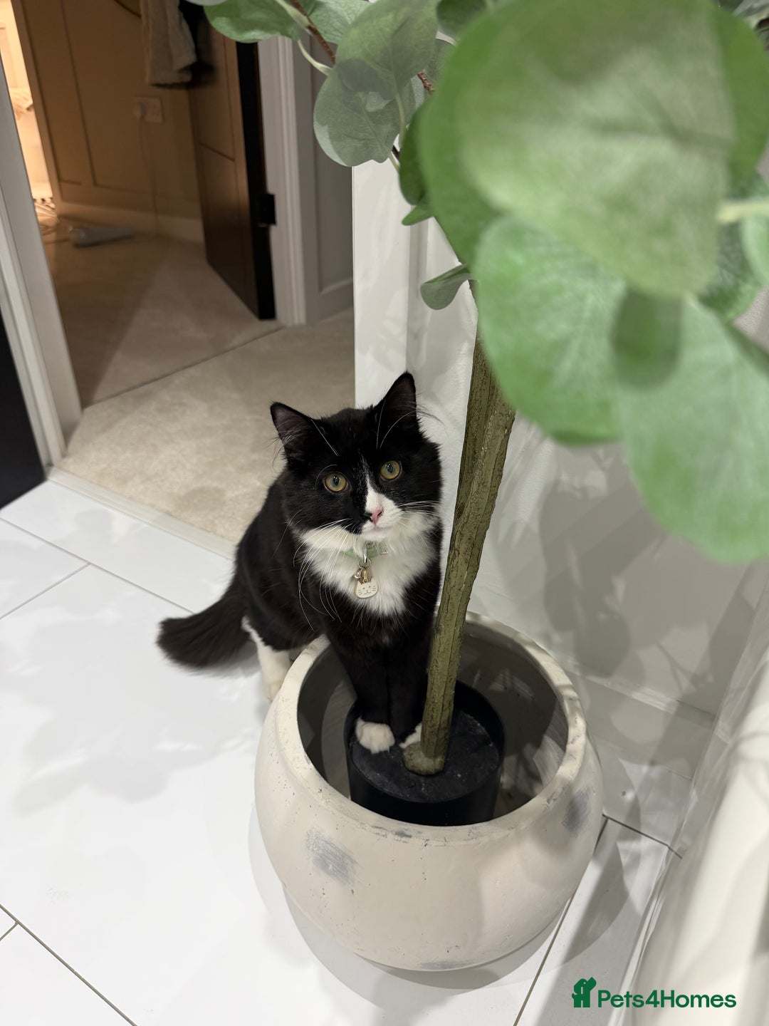 Maine Coon cats for sale: Dice Our Beautiful Maincoon X - Advert 1